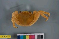 藏品(白紋方蟹)的圖片